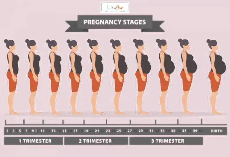 First Trimester (Weeks 1–12): Early Changes You Might Not Notice Little Bognor